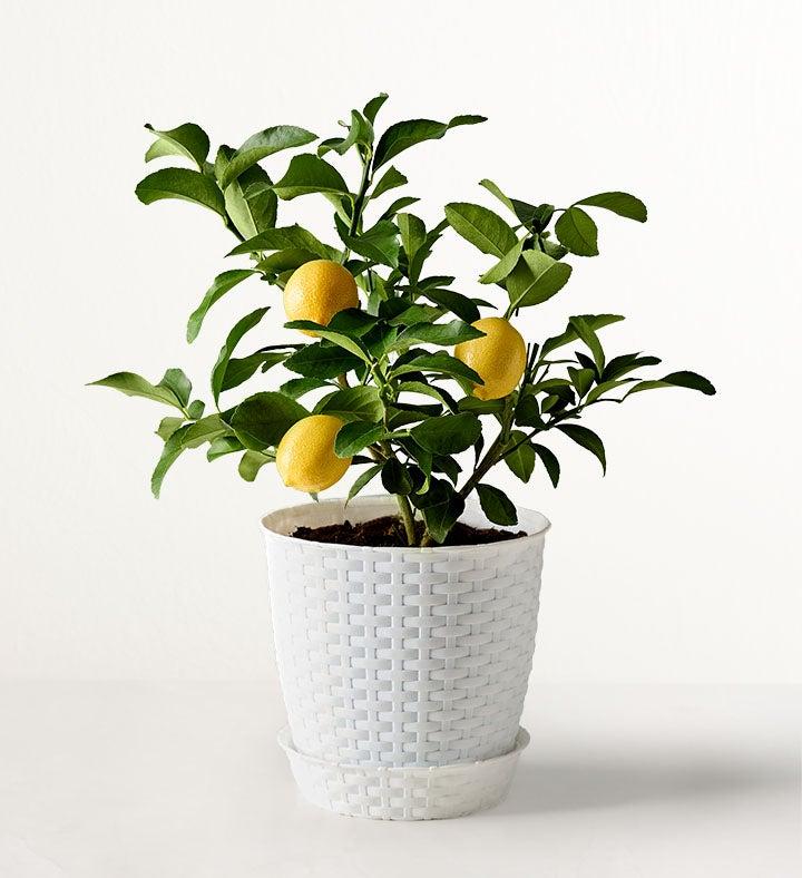 1-800-Flowers Flower Delivery Meyer Lemon Tree