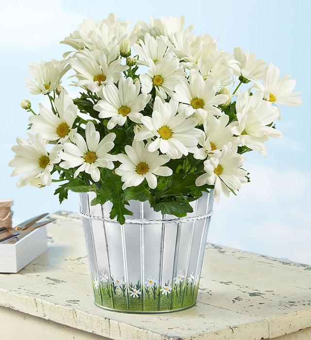 1-800-Flowers Everyday Gift Delivery Happy Daisy Large