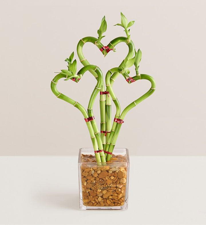 1-800-Flowers Plant Delivery Sweet Heart Bamboo Triple