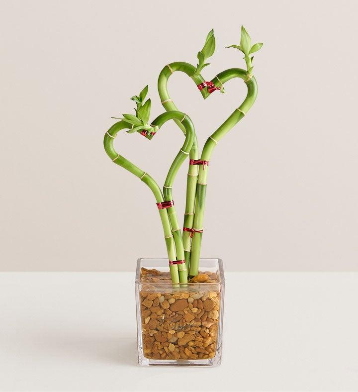 1-800-Flowers Plant Delivery Sweet Heart Bamboo Double
