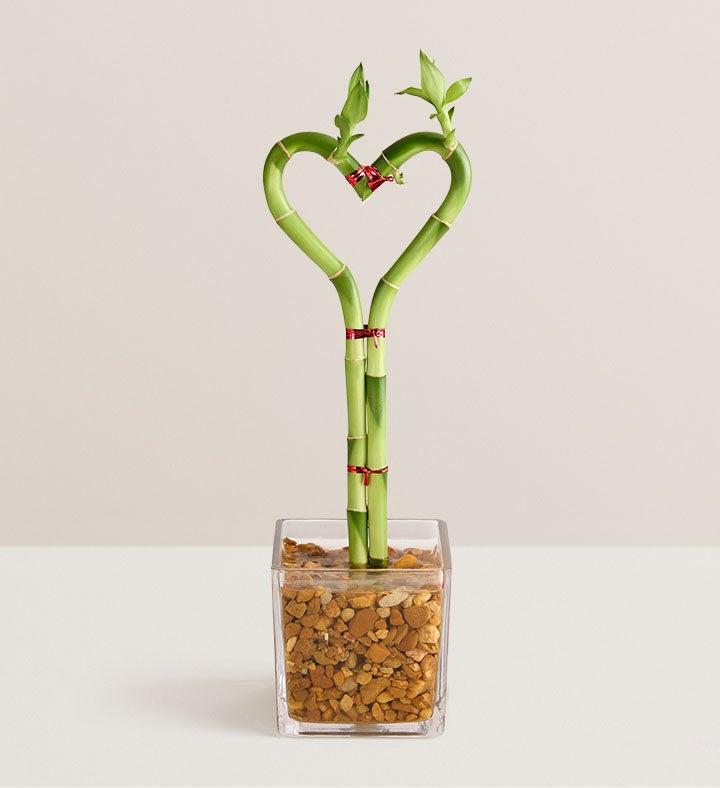 1-800-Flowers Plant Delivery Sweetheart Bamboo For Mother's Day Single