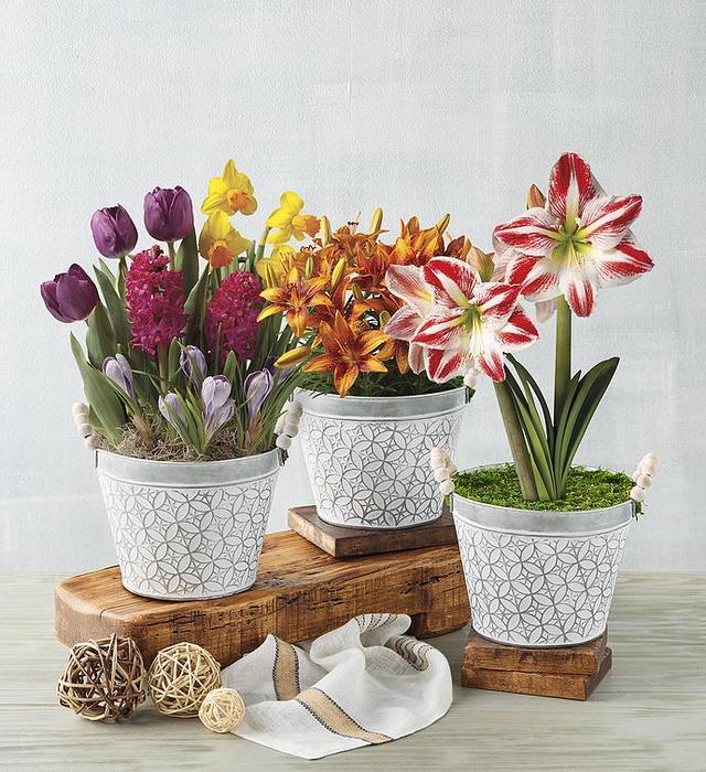 3-Month Bulb of the Month Club: Fresh Blooms Delivered
