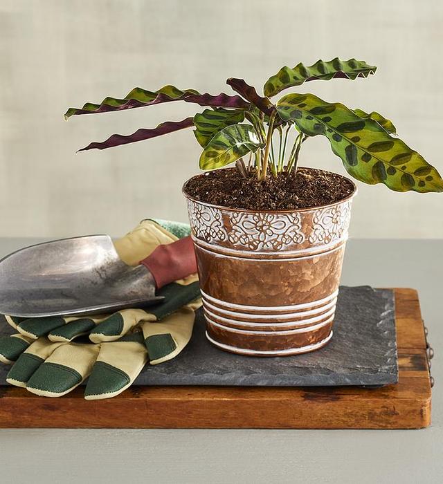 4" Rattlesnake Plant, Plants, Flowers by Harry & David