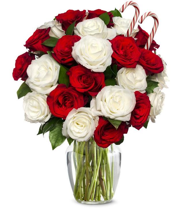 Two Dozen Candy Cane Roses