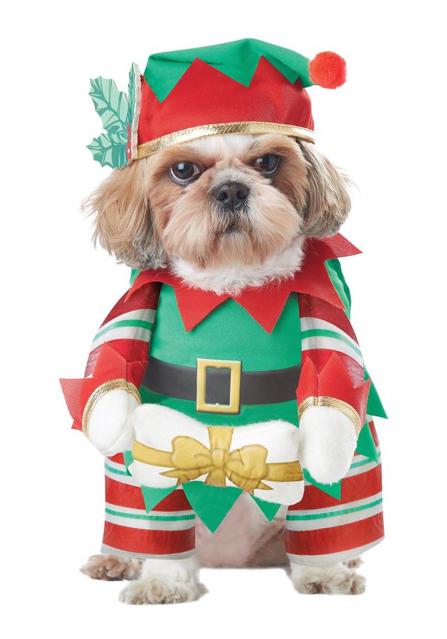 Elf Pup Costume for Dogs | Pet Costumes