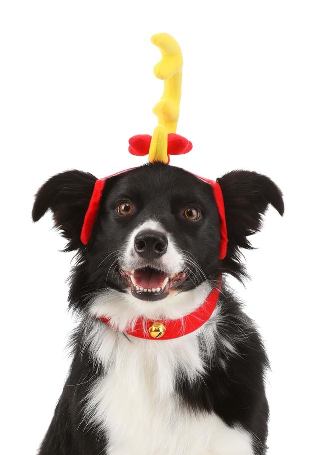 Grinch Max Dog Dr. Seuss Costume