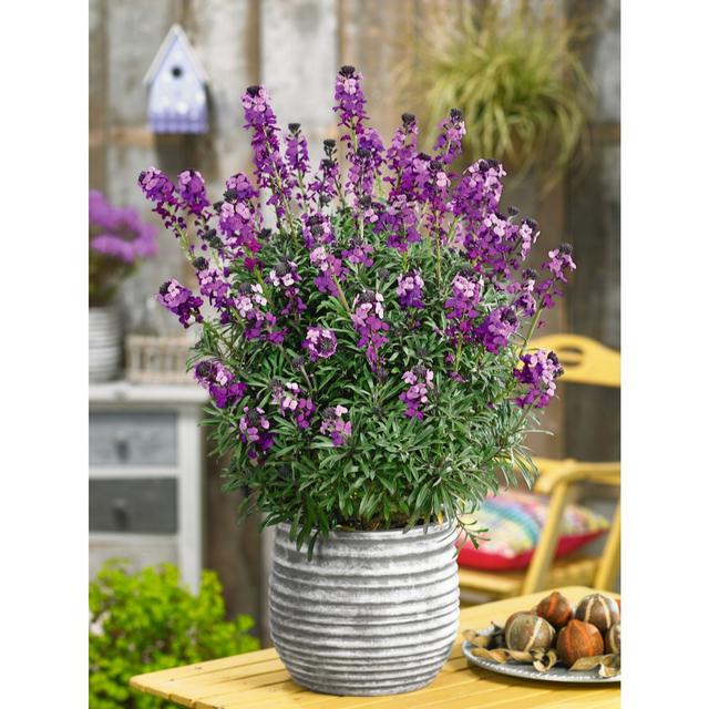 Plants2Gardens 3x Erysimum Bowles Mauve in 2 Litre Pots