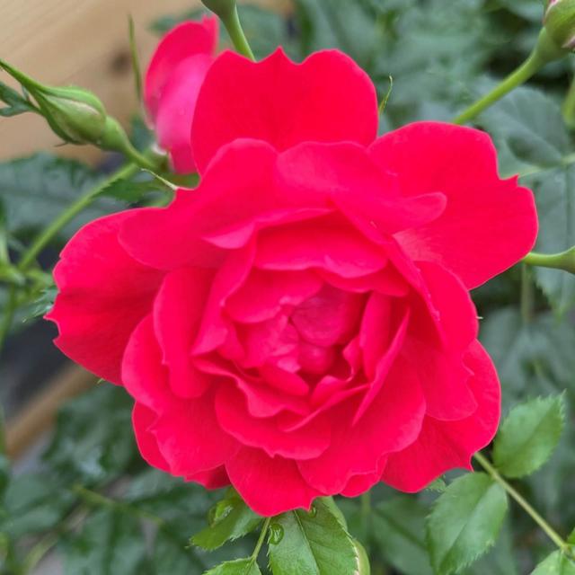 Harkness Roses Rose Raspberry Royale in a 3L-4L pot