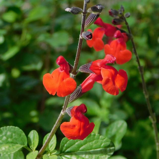 Richard Jackson Salvia xjamensis Royal Bumble 2lt