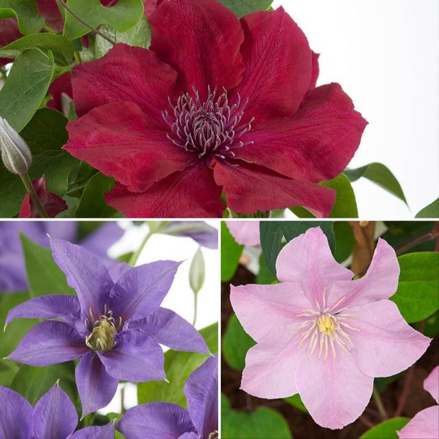 YouGarden Boulevard Patio Clematis Collection 10.5cm pots x3