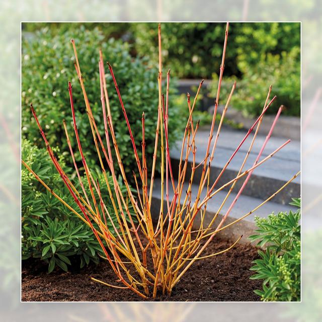 Richard Jackson Cornus Anny's Winter Orange 2.3 l pot
