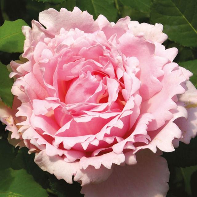 YouGarden Rose 'Sophie Rochas' Bare Root