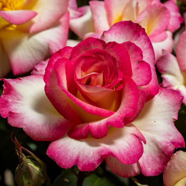 YouGarden Rose 'You're My Everything' Bare Root