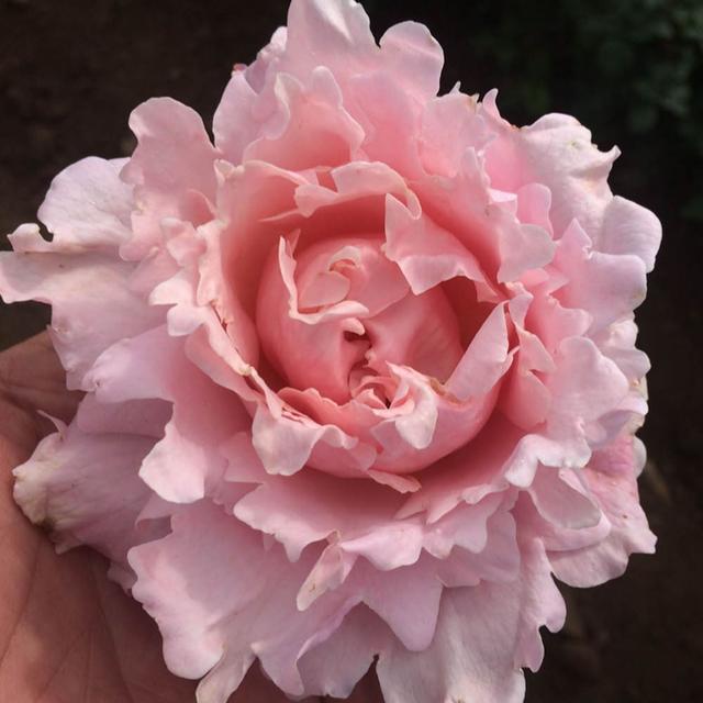 YouGarden Rose 'King Charles Coronation' Bare Root