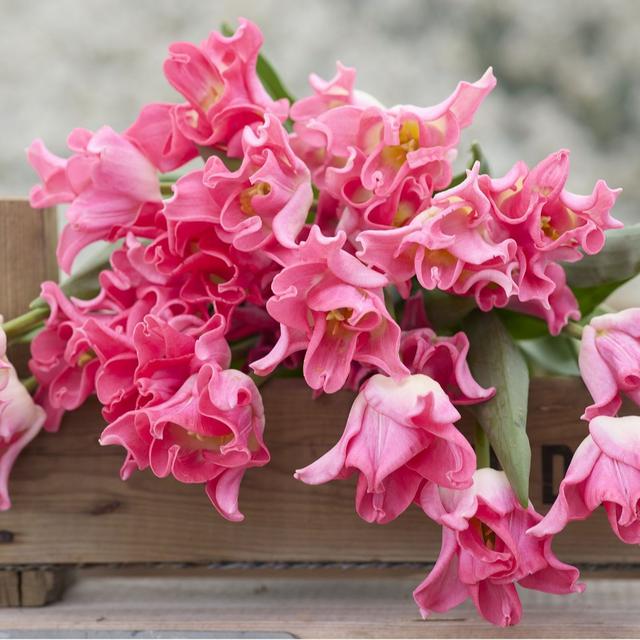 Plants2Gardens Tulip Crown Dynasty