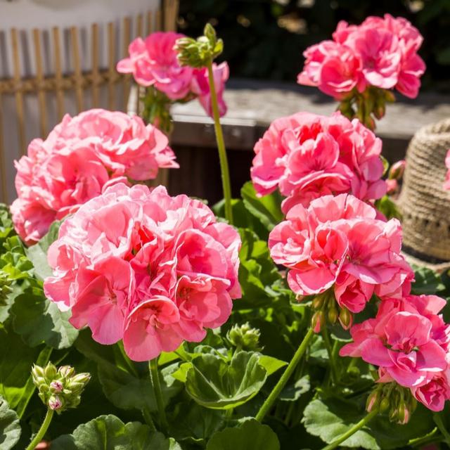 Hayloft Plants Garden Performance Geraniums Callipope x9