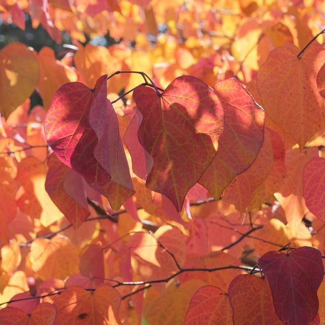 You Garden Cercis 'canandensis' in a 3L pot