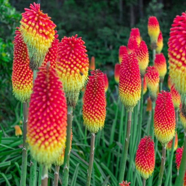 YouGarden Kniphofia Flamenco 9cm x 3