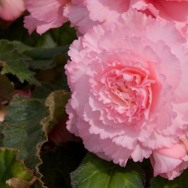 Thompson & Morgan Begonia Giant Majestic 12 Garden Ready Plants