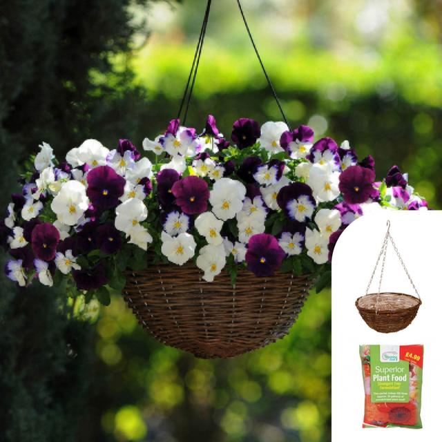 YouGarden 2 X Pre-planted Pansy 30cm Rattan Hanging Baskets with Fe...