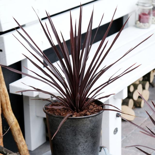YouGarden Cordyline Little Red Star with Planters x2