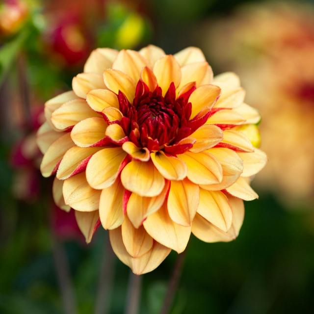 Thompson & Morgan Dahlia Double Flower Collection x 4 tubers