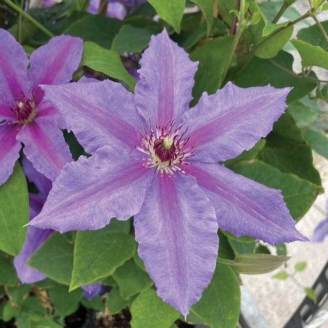 3 x de Jager Stunning Single Raymond Evison Clematis