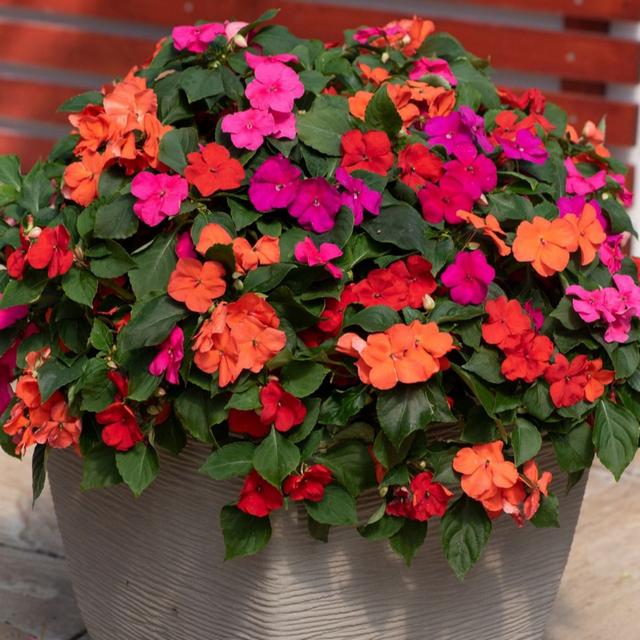 Thompson & Morgan Busy Lizzie Beacon Salsa Garden Ready x 24