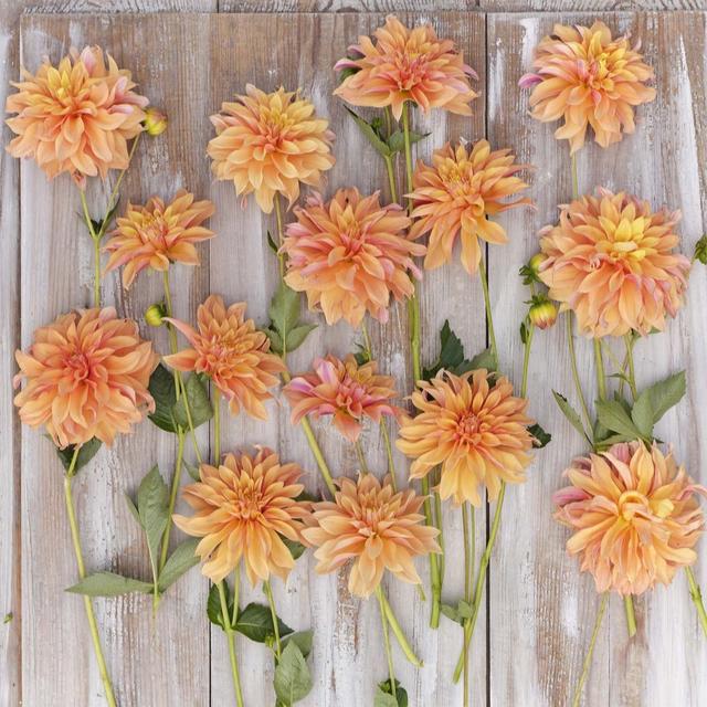 Plants2Gardens Dahlia Favourites Collection 5 x Bare Roots