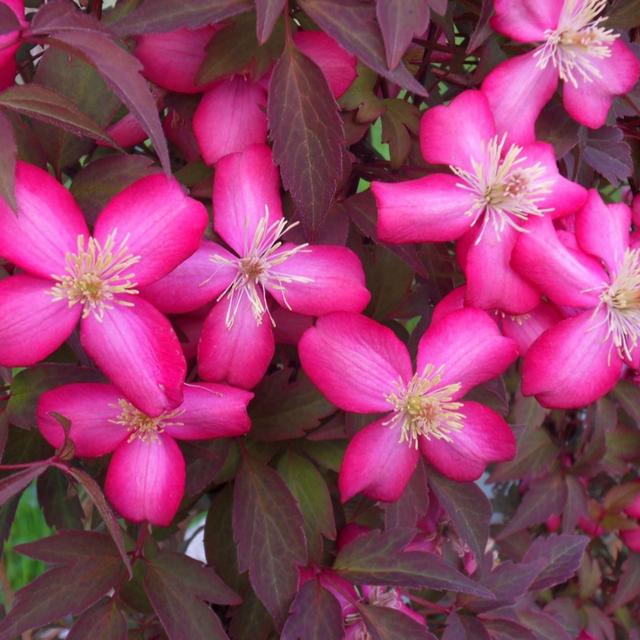 Thompson & Morgan Clematis montana Red Velvet Truffle 9cm pot x 3