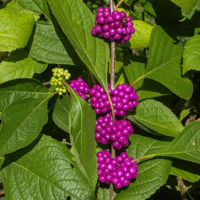 YouGarden 2 x Callicarpa 'Profusion' (Beautyberry) 9cm pot