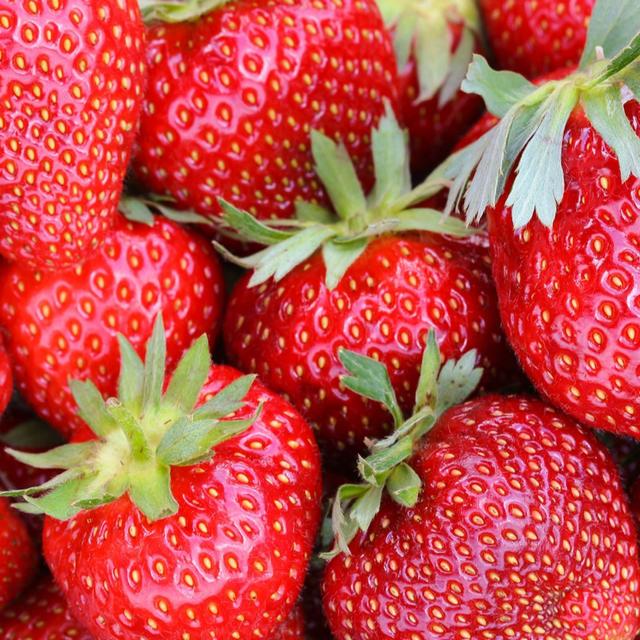 YouGarden Strawberry Colossus Jumbo Plugs x 12