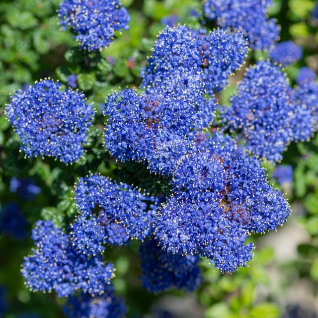 YouGarden Ceanothus thyrsiflorus repens in 9cm pot x3