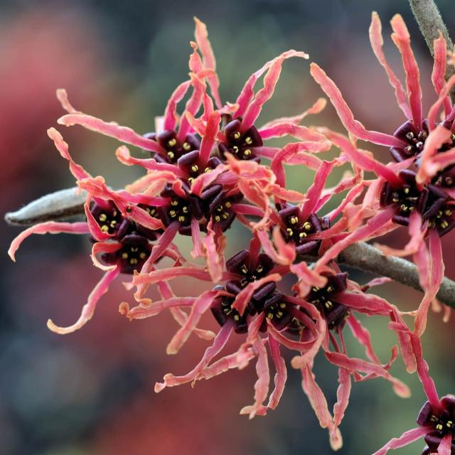 YouGarden Witch Hazel (Hamamelis x Intermedia) 'Ruby Glow' in a 2/3...