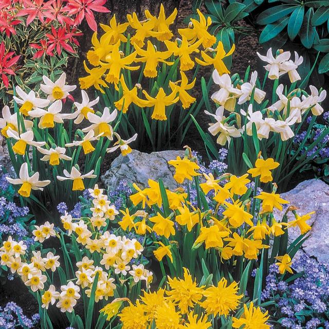 YouGarden Narcissus Short Mixed x200 Bulbs