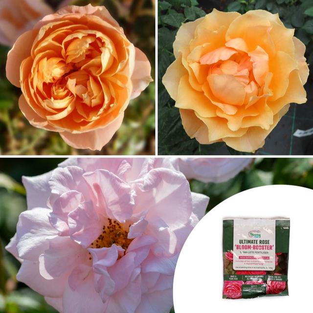 YouGarden Rose 'English Legends' Collection Bare Roots x3 with Rose...