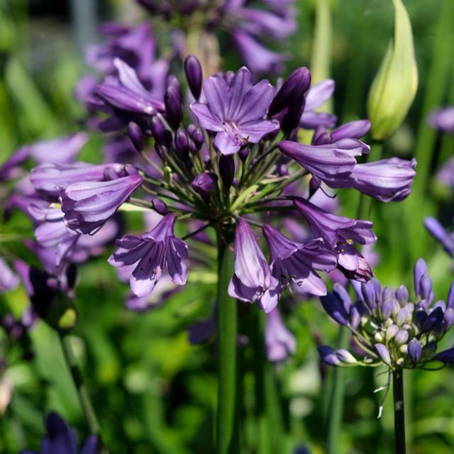 YouGarden Agapanthus Poppin Purple 9cm pots x 2