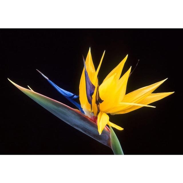 TEMU de Semillas de Flor de Ave , , Tipo para Grande Tropical Interior o Planta Bonsái Semillas de Strelitzia Región .D.S