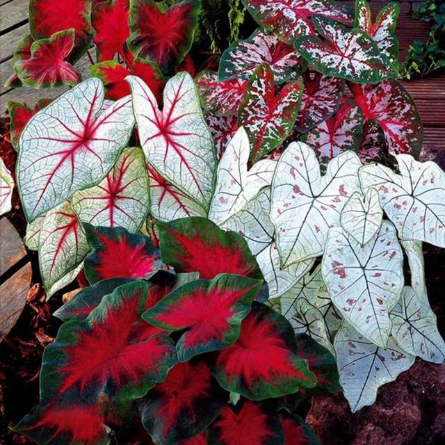 TEMU Types Of Durable Leaf Plant Seeds - Suitable Indoor And Outdoor Planting, Gardens And Homes
