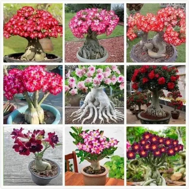 TEMU Multi Desert Rose Seeds - 20 Pieces, Perennial For Indoor And Outdoor Gardening, Sun-loving, -friendly Plants