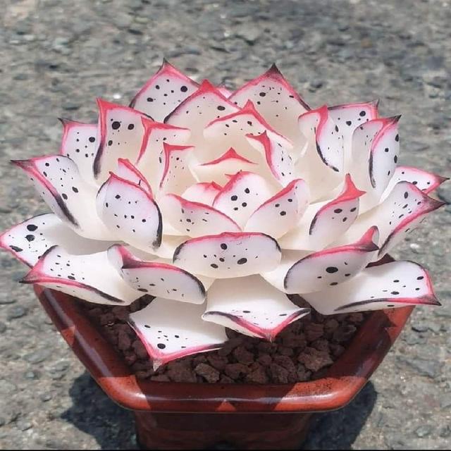 TEMU Semillas de Plantas Suculentas Jardín de Casa Especial Floración Resistente al Frío y al Bonsái