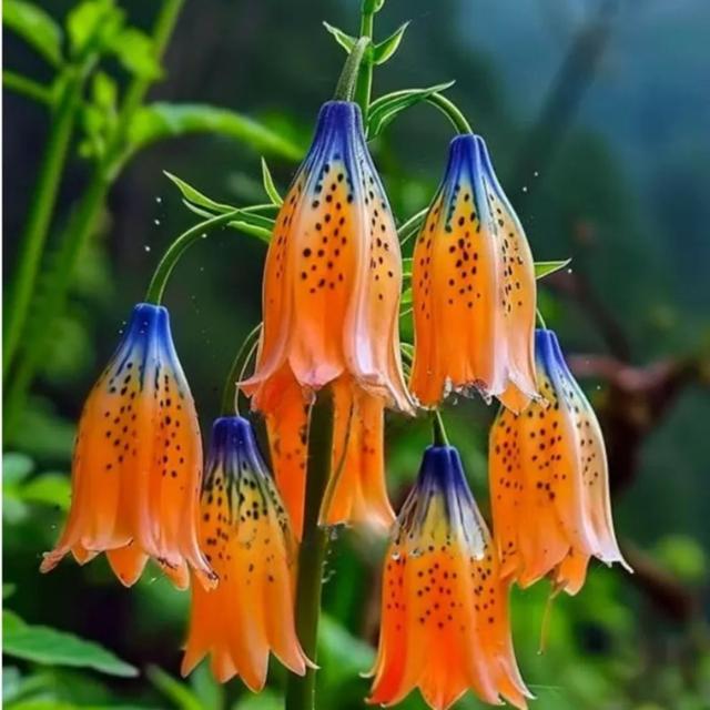 TEMU Blue Orange Tibetan Bell 100 Seeds Flowers Usa Easy To , Planting, Herliom, Summer, Plant, Flower
