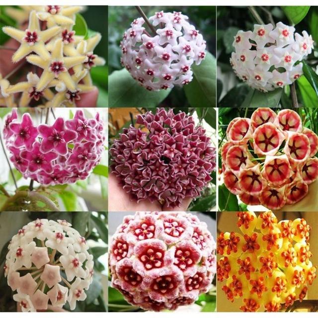 TEMU 100pcs New Orchid Seeds Home Plant Seed Garden Decor