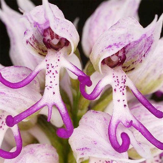 TEMU Garden Orchid Seed 50 Seeds Perennial Flowering Plant Butterflies And Bees Easy Cultivating