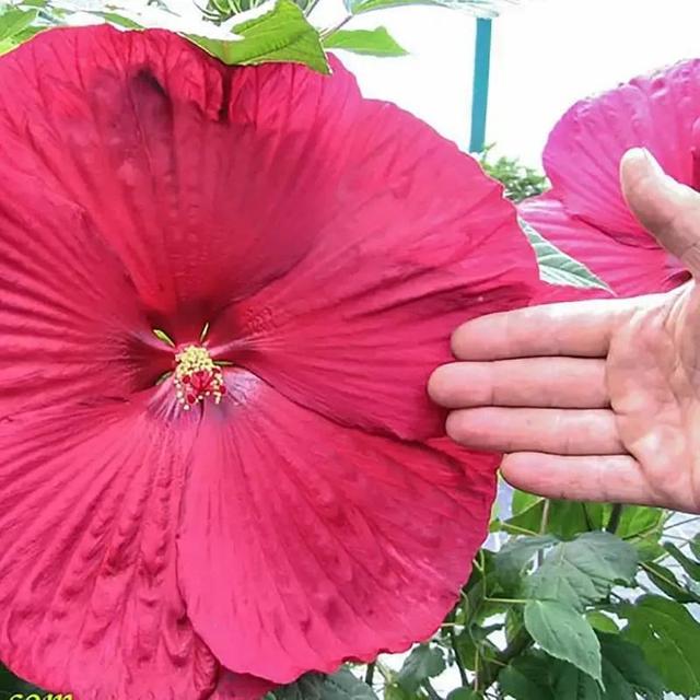 TEMU 100 Grains Of Mixed Giant Hisbiscus Seeds, From The United States, Are Used To Grow Multi-year-old Flowers, Suitable For Outdoor Courtyard Garden Planting.