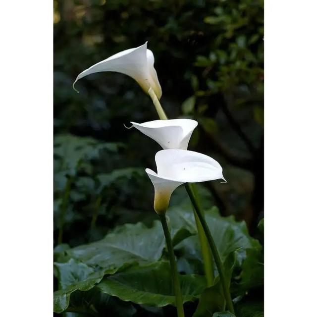 TEMU 167pcs Mixed Seed Flowers Easy To Grow Outdoor Easy To Grow Indoors Plants