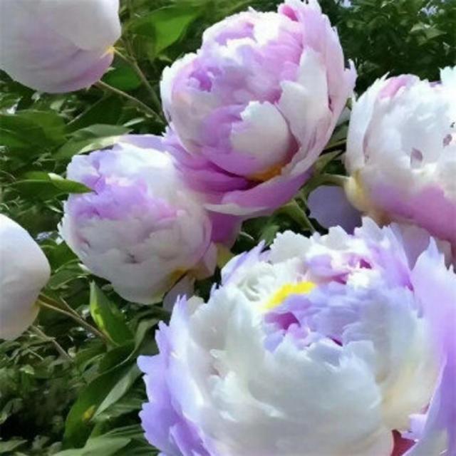 TEMU Peony Planting Garden Decoration Indoor And Outdoor Planting Suitable For Planting Lovers, A Gift From Nature