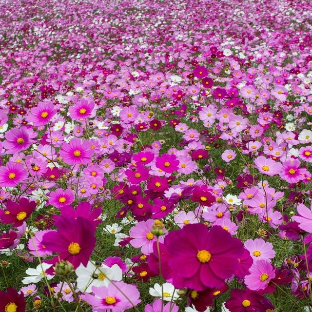TEMU 500 piezas de de semillas de Bipannatus anuales, a la , de automática, semillas de flores para plantar , de fácil cultivo y plantación