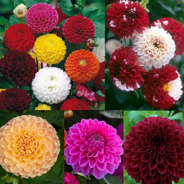 TEMU 100 Semillas de Flores de Dalia Perenne Pompon para Plantación en Exteriores - Semillas de Dalia Atraen y Mariposas, No GMO, Híbrido