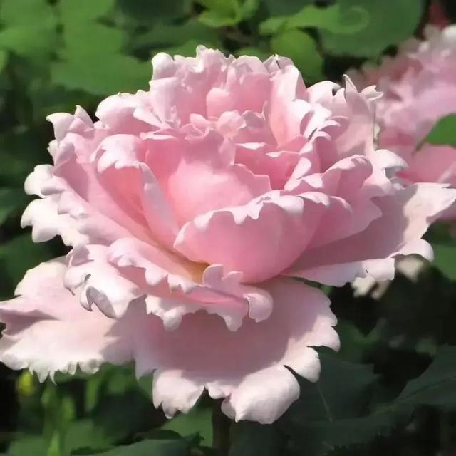 TEMU Vivero de delicados de color rosa , para plantar, forma de flor única, de de calidad, plántulas de rosas, fácil de sobrevivir, adecuado para plantar en interiores y exteriores